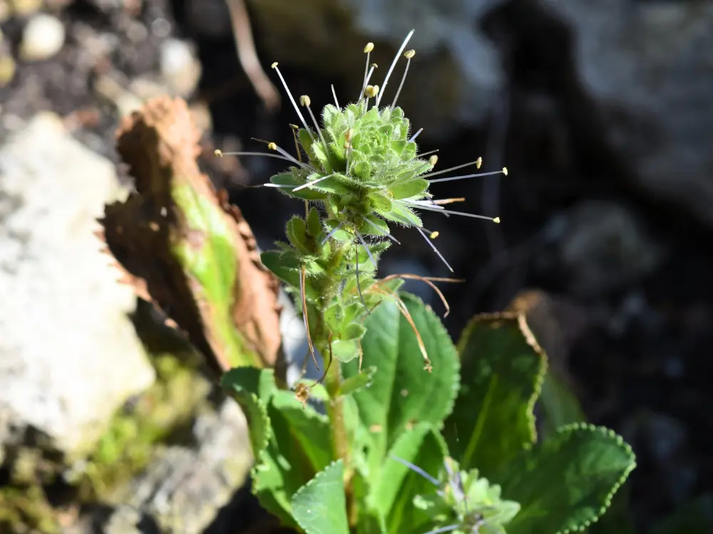 Kutki