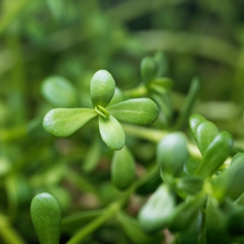 Brahmi - więcej niż pamięć i koncentracja