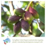 Haritaki wykorzystywana w produktach Aurospirul oraz certyfikat India Organic