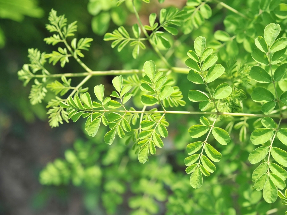 Moringa